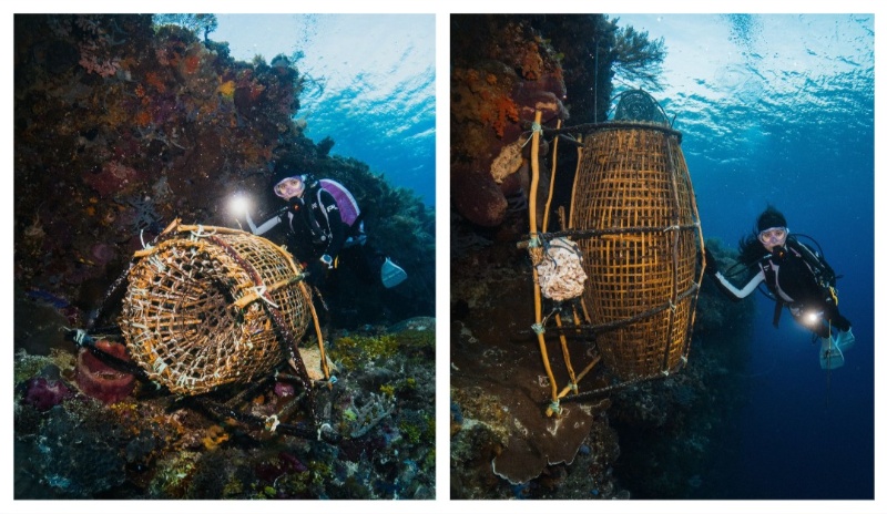 Jaga Terumbu Karang, Prilly Latuconsina Bagi Pengalaman saat Diving di Pulau Alor